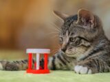 Cute tabby kitten playing with a red and white toy indoors.