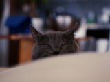 a cat sleeping on a couch