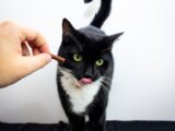 Adorable black and white cat licking lips while receiving a treat from a hand.