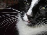Detailed close-up of a black and white cat showing expressive facial features and whiskers.
