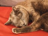 A peaceful cat sleeping soundly on a vibrant red blanket indoors.