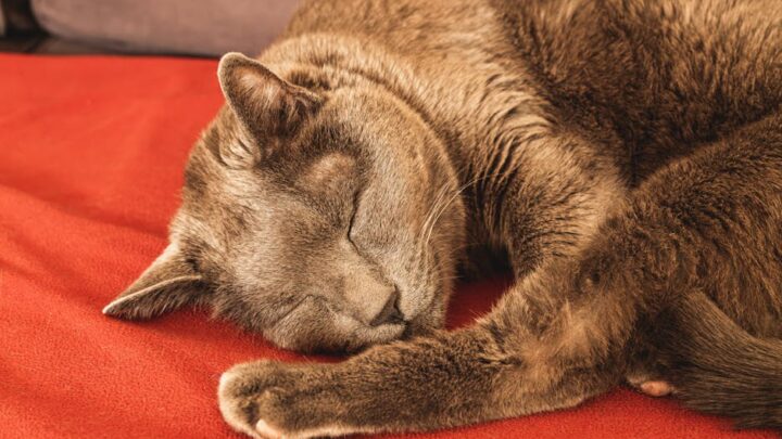 Kompleksowa opieka nad kotem seniorem: Jak zadbać o zdrowie, komfort i dobre samopoczucie starszego pupila?