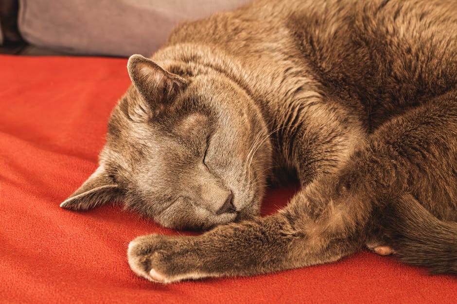 Kompleksowa opieka nad kotem seniorem: Jak zadbać o zdrowie, komfort i dobre samopoczucie starszego pupila?