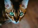 Stunning close-up of a Bengal cat with striking green eyes and a curious expression.