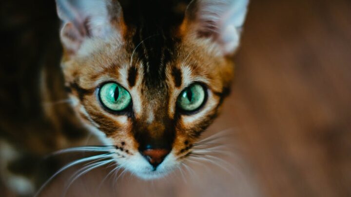 Kot bengalski w bloku/małym mieszkaniu: Jak zapewnić przestrzeń i aktywność w ograniczonych warunkach?