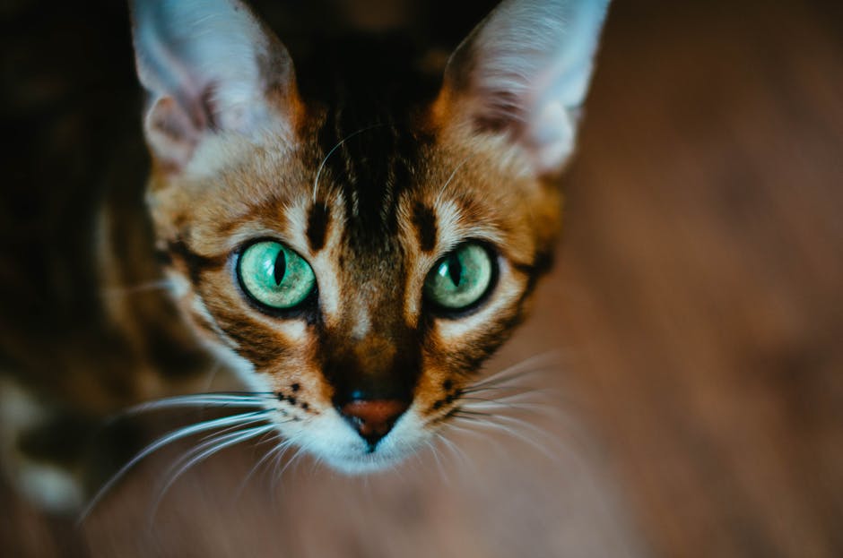 Kot bengalski w bloku/małym mieszkaniu: Jak zapewnić przestrzeń i aktywność w ograniczonych warunkach?