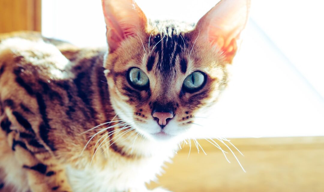 Kot bengalski w domu: Charakter, pielęgnacja i wyzwania związane z posiadaniem tej rasy