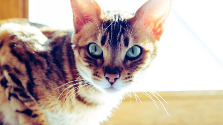 Kot bengalski w domu: Charakter, pielęgnacja i wyzwania związane z posiadaniem tej rasy