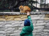 A child in green jacket and blue hat reaches towards a ginger cat sitting on a stone wall.