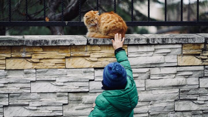 Kot i dziecko: Jak bezpiecznie wprowadzić nowego członka rodziny i zbudować harmonijną relację?
