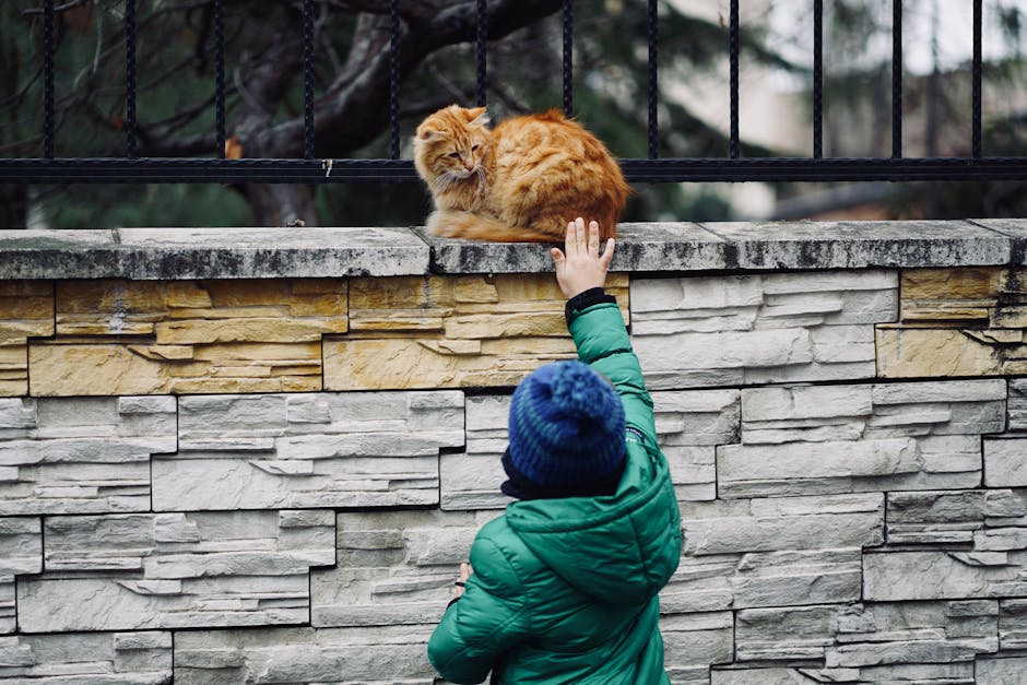 Kot i dziecko: Jak bezpiecznie wprowadzić nowego członka rodziny i zbudować harmonijną relację?