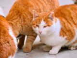 Three orange and white cats gathered together.