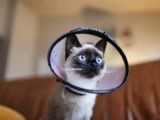 Adorable Siamese kitten with a cone collar on a couch indoors, captivating blue eyes.