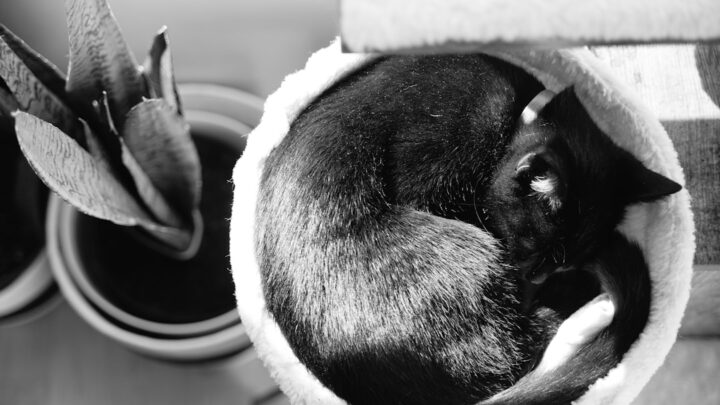 Koty a podróże samochodem: Jak przygotować pupila i zapewnić mu bezpieczeństwo w trasie?