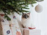 A fluffy ragdoll cat sitting under a Christmas tree surrounded by festive gifts.