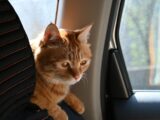 An orange cat sits in a car.