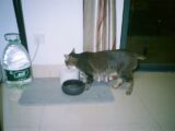 A cat drinking water from a bowl indoors.