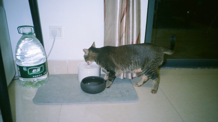 Koty po sterylizacji a problemy z piciem wody: Jak zachęcić pupila do nawadniania i zapobiec odwodnieniu?