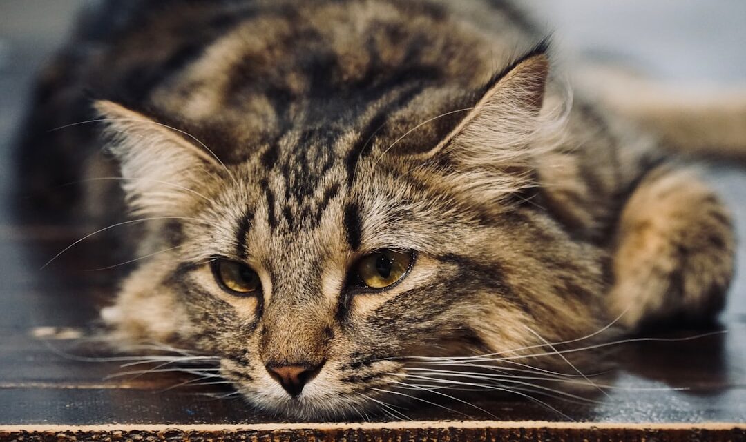 Koty z problemami z układem pokarmowym: Jak dobrać karmę i wspomóc trawienie u pupila?