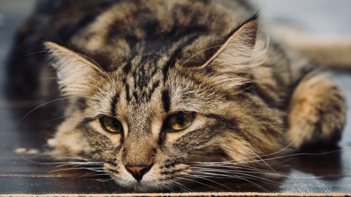 Koty z problemami z układem pokarmowym: Jak dobrać karmę i wspomóc trawienie u pupila?