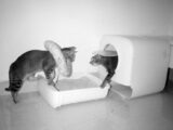 Cats use a litter box and interact together.