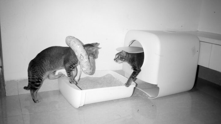 Kuweta idealna dla wielu kotów i kotów specjalnych potrzeb: Rozmiar, rozmieszczenie i rodzaje kuwet w domu wielokocim i dla seniorów