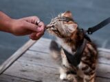A cute tabby kitten wearing a harness sniffs a human hand outdoors on wooden planks.