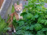 An orange tabby cat sitting amidst lush green garden plants, observing surroundings.