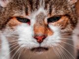 brown and white tabby cat