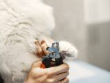 A white cat's claws being trimmed with a grooming tool in a close-up shot.