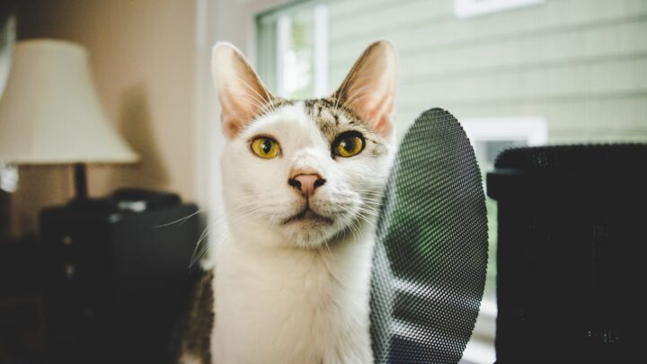 Oczyszczacze powietrza dla alergików na kota: Czy to skuteczne rozwiązanie i jaki model wybrać?