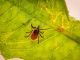 Macro shot of a castor bean tick (Ixodes ricinus) on a green leaf.