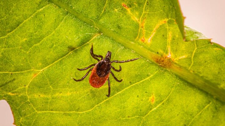 Pasożyty u kota: Jak skutecznie chronić pupila przed pchłami, kleszczami i robakami?