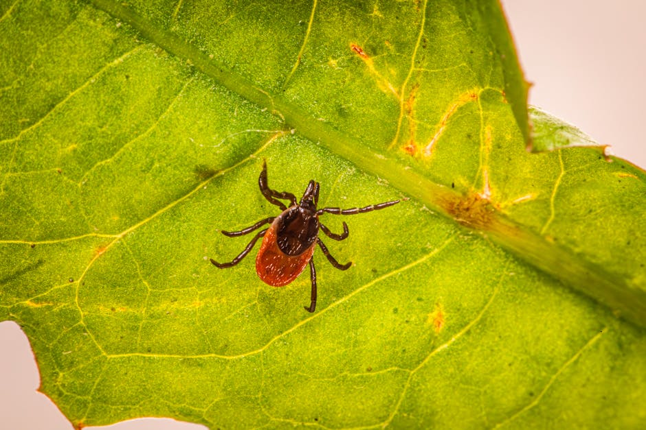 Pasożyty u kota: Jak skutecznie chronić pupila przed pchłami, kleszczami i robakami?