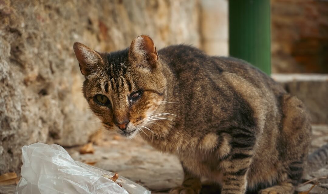 Pica u kota: Dlaczego kot zjada nietypowe przedmioty i jak mu pomóc?
