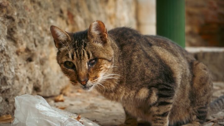 Pica u kota: Dlaczego kot zjada nietypowe przedmioty i jak mu pomóc?