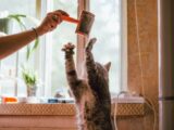 Side view of crop anonymous female holding hairbrush while playing with cute cat standing on hind legs while showing paws with claws near window in apartment