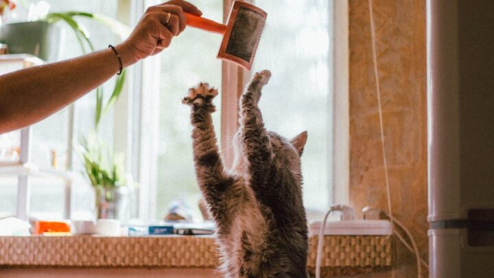 Pielęgnacja kota w domu: Kompletny przewodnik po obcinaniu pazurów, czyszczeniu uszu i dbaniu o sierść