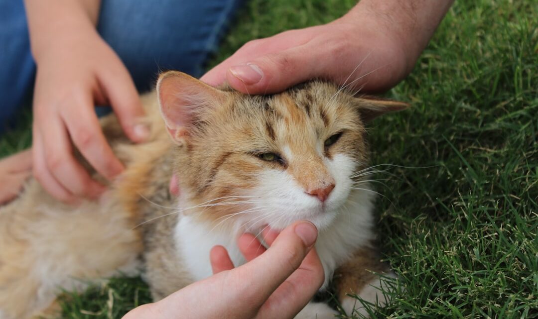 Pierwsza pomoc dla kota: Co robić w nagłych wypadkach i kiedy jechać do weterynarza?
