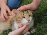 A person petting a cat on the grass