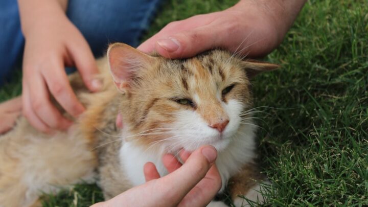 Pierwsza pomoc dla kota: Co robić w nagłych wypadkach i kiedy jechać do weterynarza?