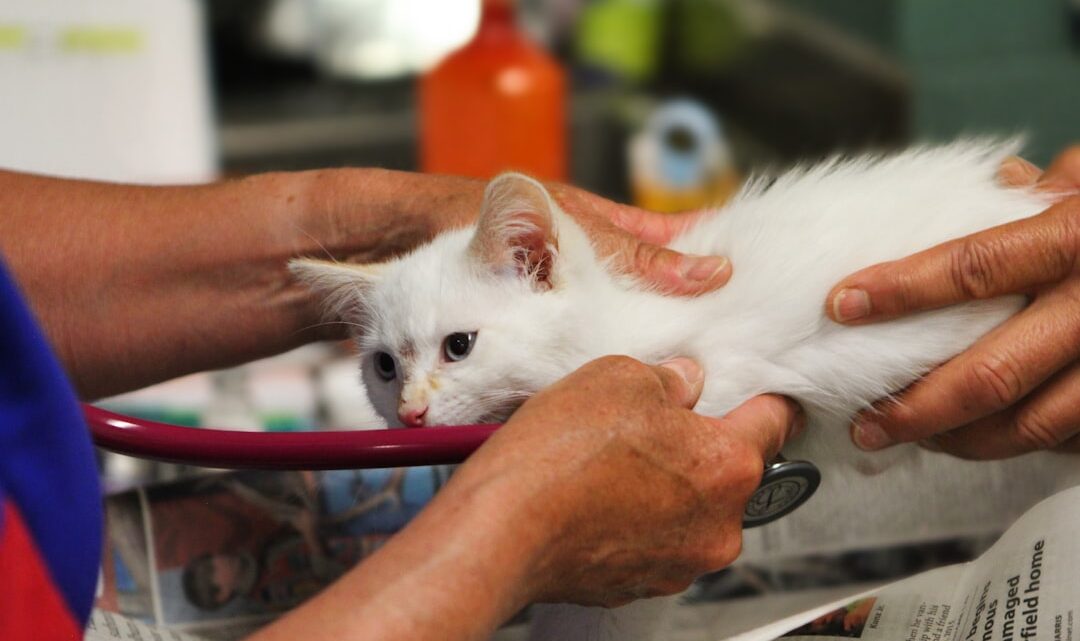 Pierwsza wizyta u weterynarza z kociakiem – Czego się spodziewać i jak przygotować malucha?