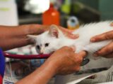 A white kitten being examined by a veterinator
