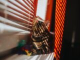 Bengal cat resting by a sunlit window with blinds casting shadows, creating a cozy atmosphere.