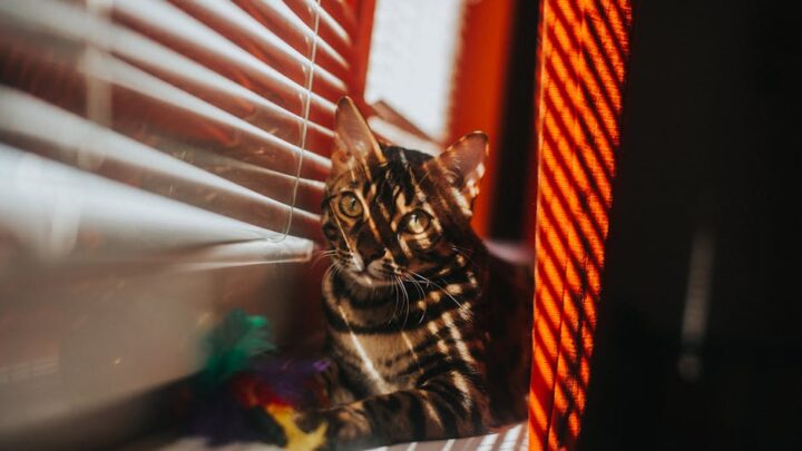 Stres u kota: Jak rozpoznać objawy, zrozumieć przyczyny i pomóc pupilowi w trudnych sytuacjach?