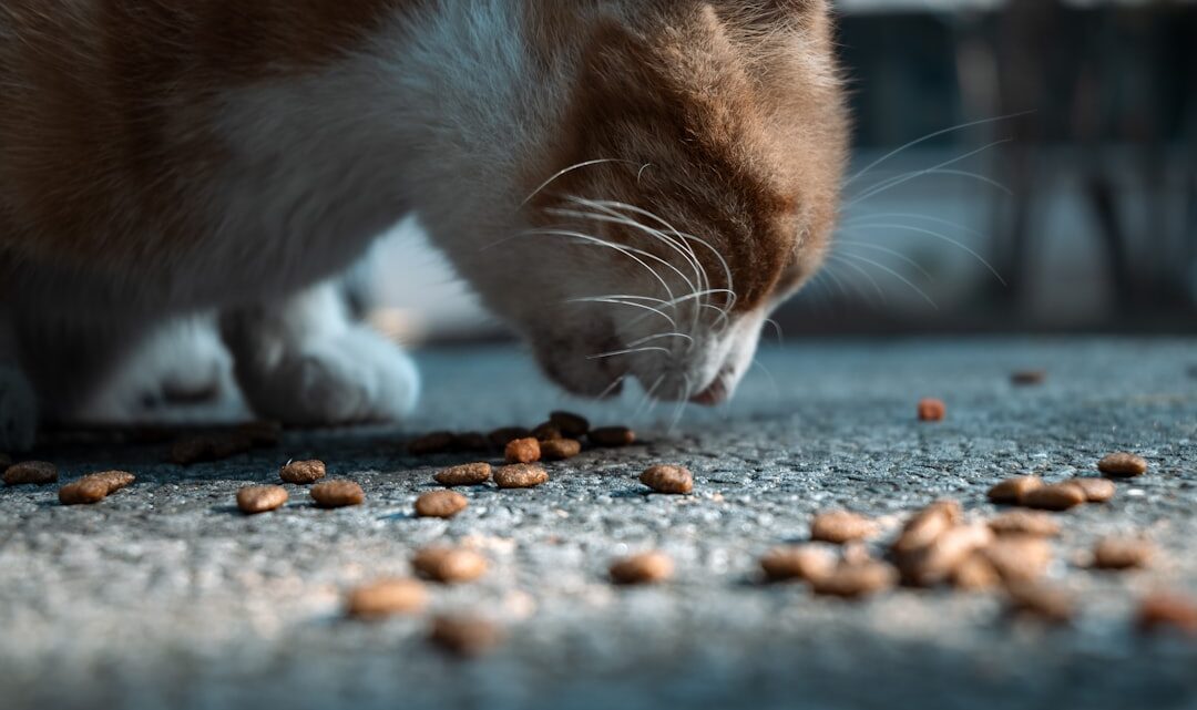 Suplementy dla kota: Kiedy warto je stosować i jakie wybrać dla zdrowej sierści, stawów, trawienia czy odporności?