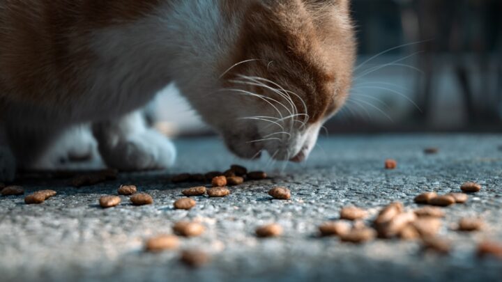 Suplementy dla kota: Kiedy warto je stosować i jakie wybrać dla zdrowej sierści, stawów, trawienia czy odporności?