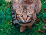 Detailed close-up of a Bengal cat with striking eyes in a vibrant green garden.
