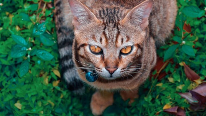 Tajemnice kocich genów: Jak genetyka wpływa na kolor sierści, wzory i cechy charakteru kotów?