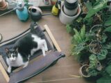 A black and white cat lounging on a chair surrounded by lush houseplants indoors.